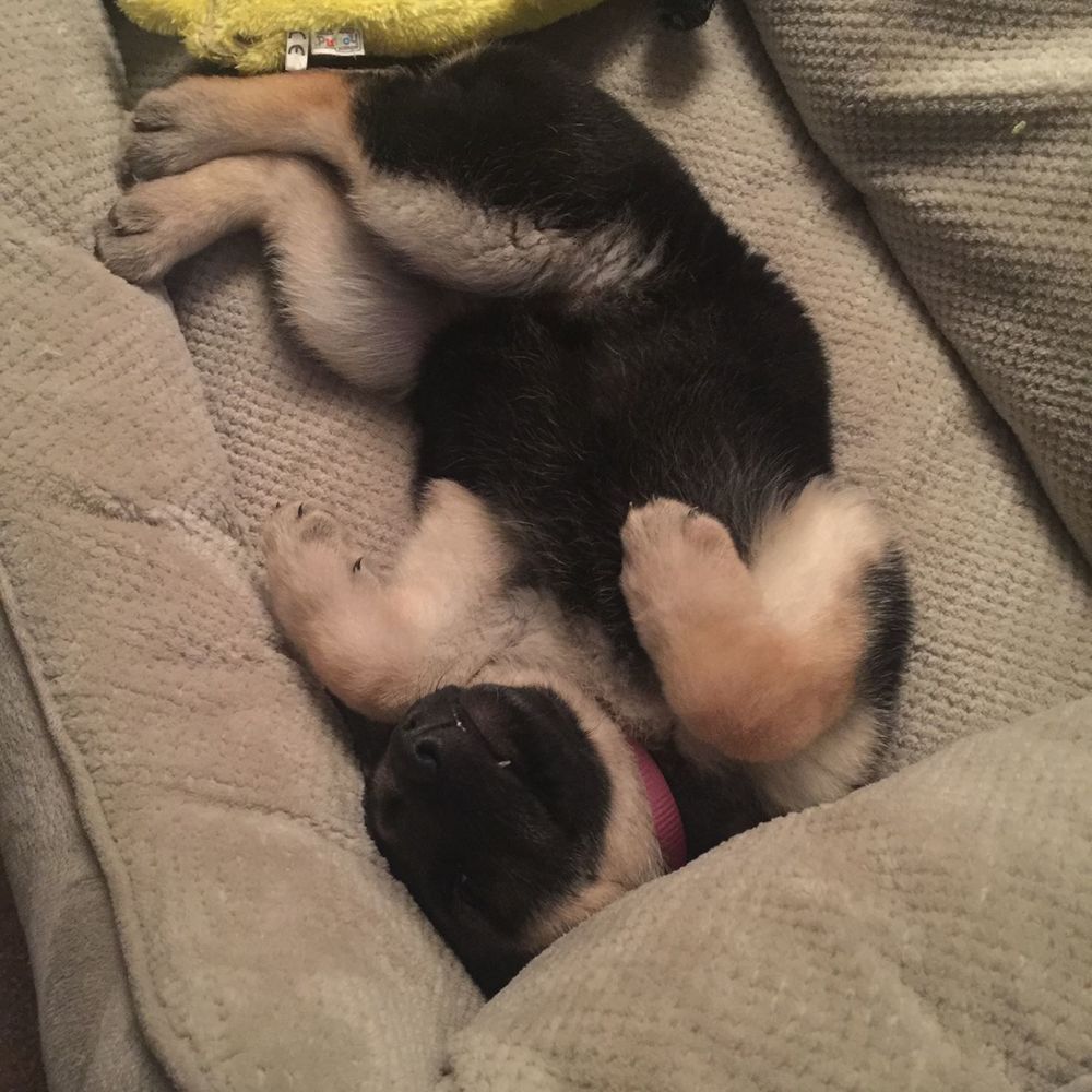 Meet your Posher, Cylis
